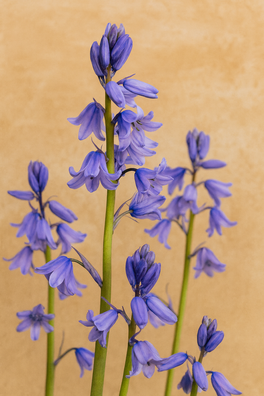 Wild Bluebell – Reed Diffuser Refill